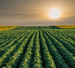 Propriedades Agrícolas